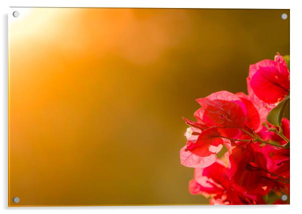 Bougainvillea flowers backlit against setting sun Acrylic by Steve Heap