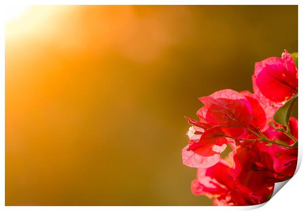 Bougainvillea flowers backlit against setting sun Print by Steve Heap