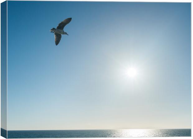Sea gull gliding over the ocean as sun sets on horizon Canvas Print by Steve Heap