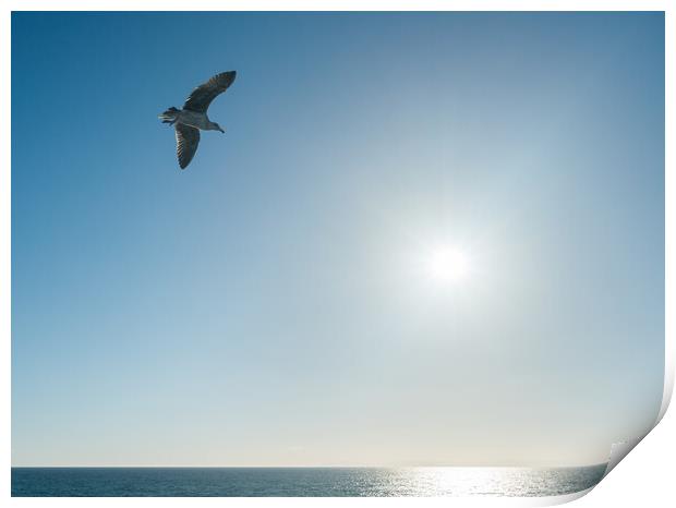 Sea gull gliding over the ocean as sun sets on horizon Print by Steve Heap