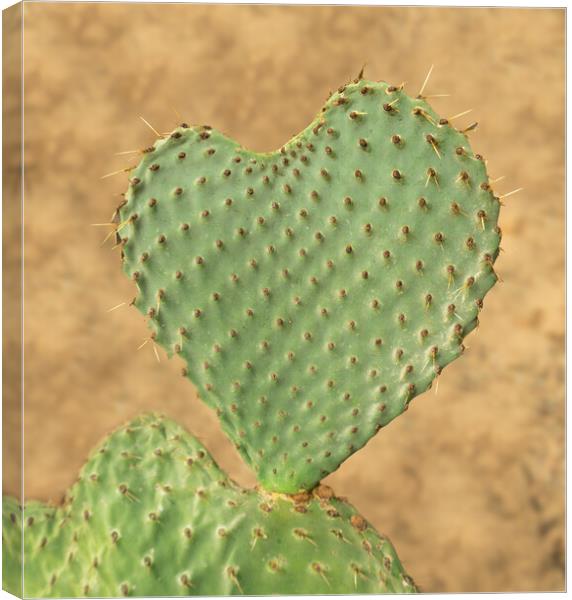 Heart shaped cactus called Prickly Pear Canvas Print by Steve Heap