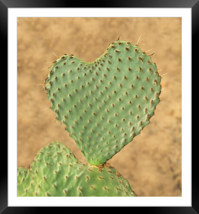 Heart shaped cactus called Prickly Pear Framed Mounted Print by Steve Heap