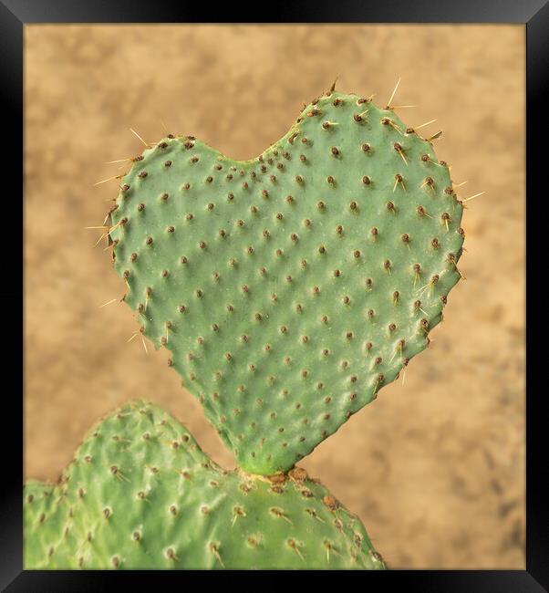 Heart shaped cactus called Prickly Pear Framed Print by Steve Heap
