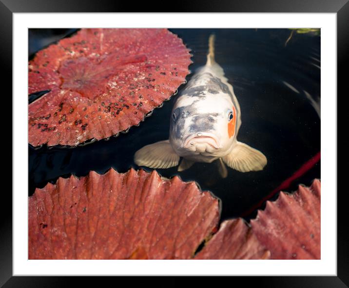 Surly carp looking at camera Framed Mounted Print by Steve Heap