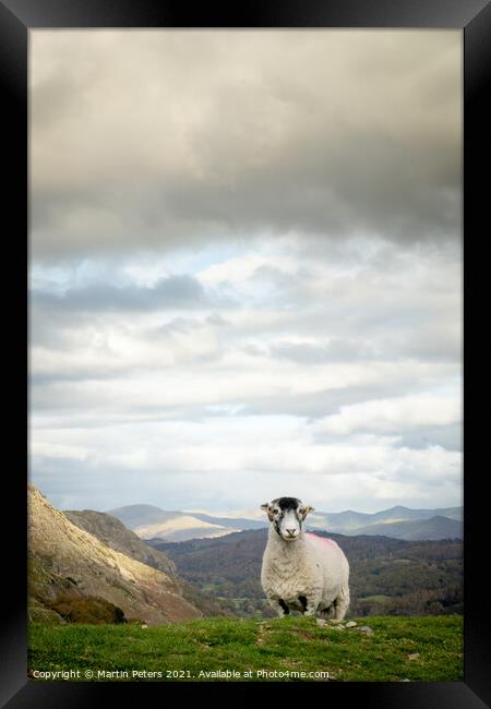 Majestic sheep standing tall on The Old Man of Con Framed Print by Martin Yiannoullou