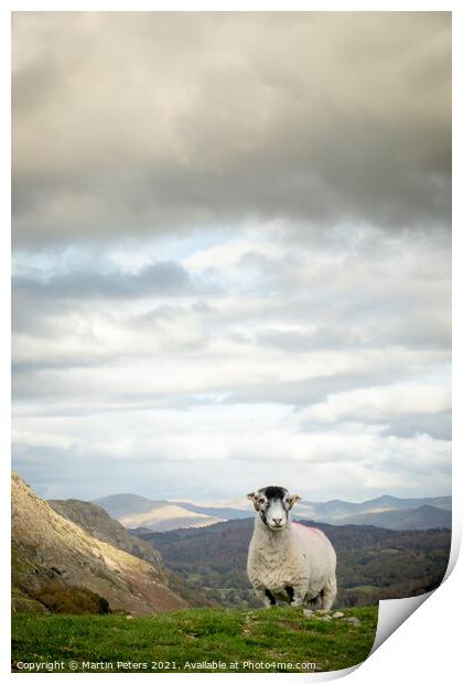 Majestic sheep standing tall on The Old Man of Con Print by Martin Yiannoullou