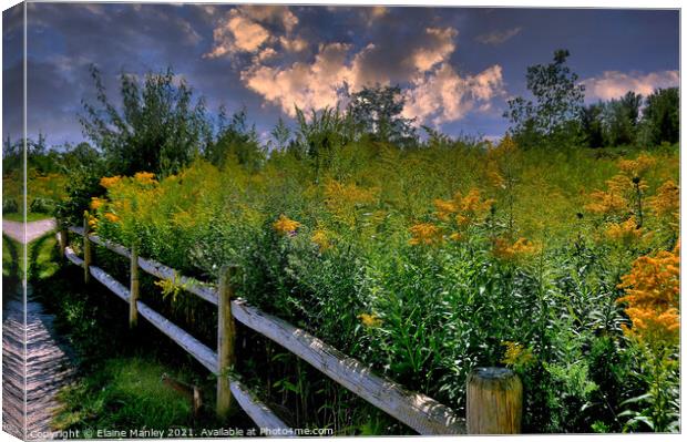 Goldenrod Flower  Pathway Canvas Print by Elaine Manley