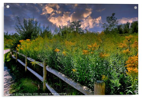 Goldenrod Flower  Pathway Acrylic by Elaine Manley