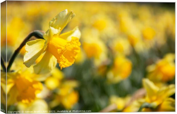 Yellow daffodil field with one in focus Canvas Print by Simon Bratt LRPS
