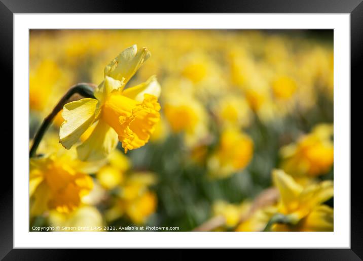 Yellow daffodil field with one in focus Framed Mounted Print by Simon Bratt LRPS