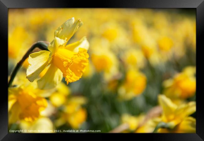 Yellow daffodil field with one in focus Framed Print by Simon Bratt LRPS