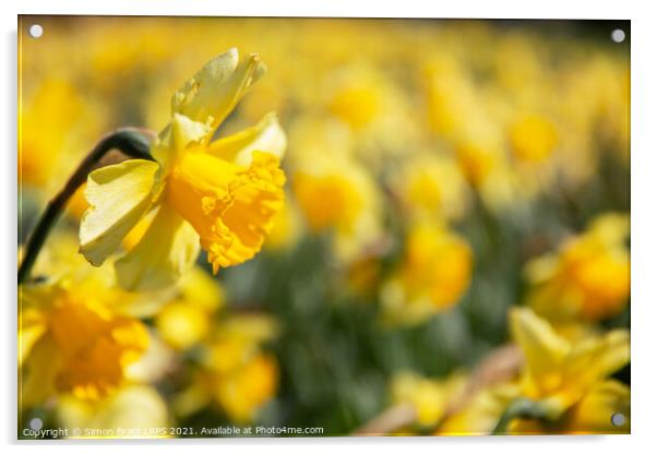 Yellow daffodil field with one in focus Acrylic by Simon Bratt LRPS