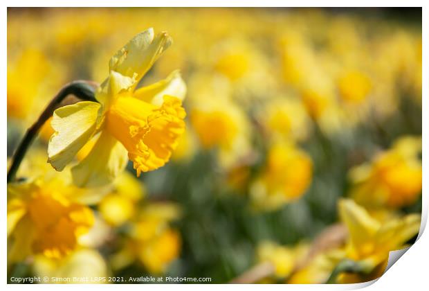 Yellow daffodil field with one in focus Print by Simon Bratt LRPS
