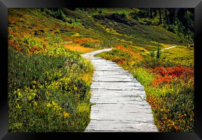 Walkway through the meadow Framed Print by Chuck Koonce