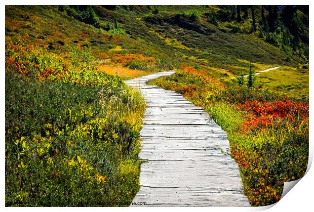 Walkway through the meadow Print by Chuck Koonce