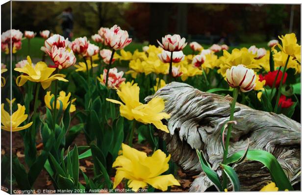  Spring Tulip Flower Garden Canvas Print by Elaine Manley