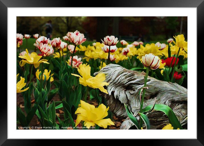  Spring Tulip Flower Garden Framed Mounted Print by Elaine Manley