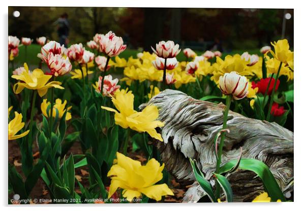  Spring Tulip Flower Garden Acrylic by Elaine Manley