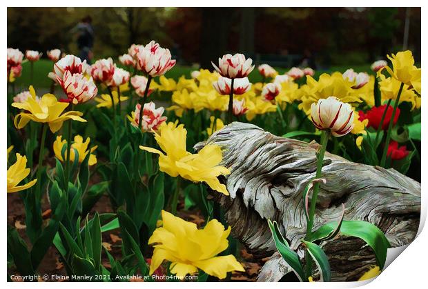  Spring Tulip Flower Garden Print by Elaine Manley