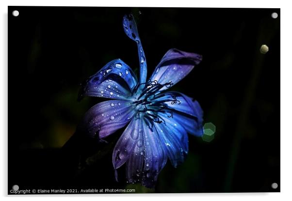 Wild flower in Blue Acrylic by Elaine Manley