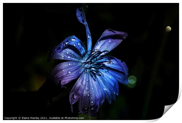 Wild flower in Blue Print by Elaine Manley