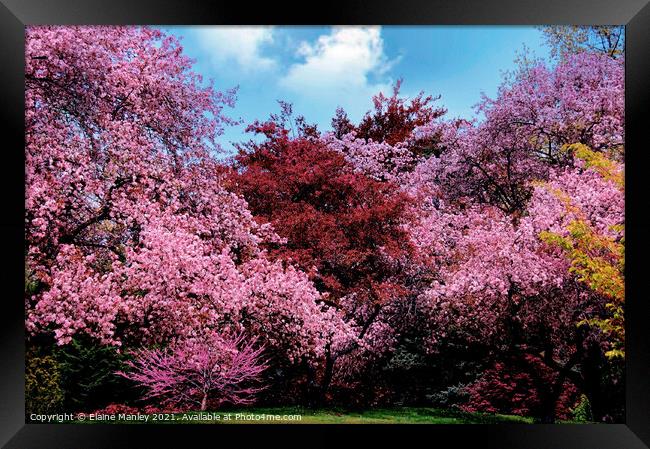 Spring Tree Blossoms  Framed Print by Elaine Manley