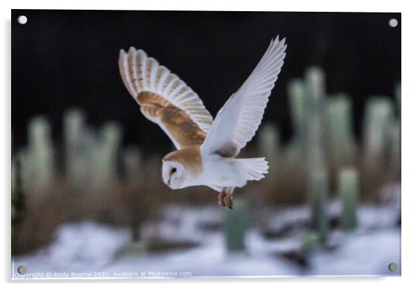Barn Owl in flight Acrylic by Andy Beattie