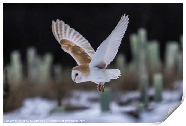 Barn Owl in flight Print by Andy Beattie