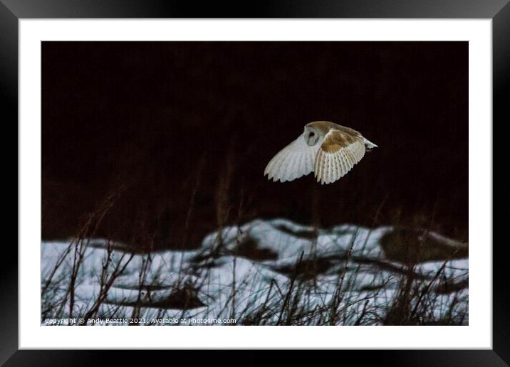 Barn Owl over snow Framed Mounted Print by Andy Beattie