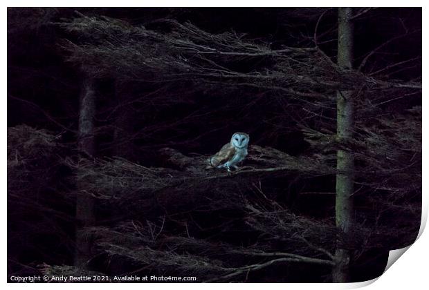Barn Owl watching the world go by Print by Andy Beattie