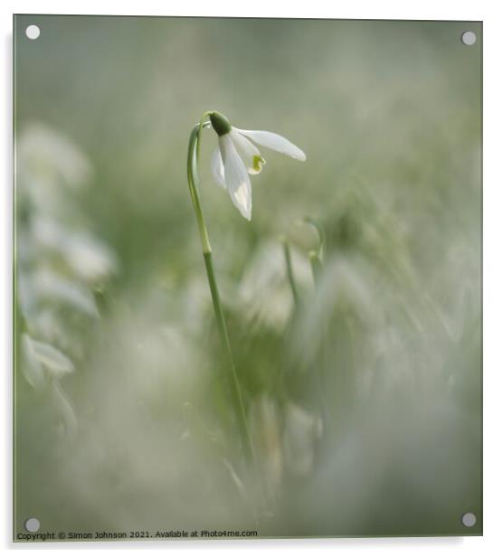 Isolated snowdrop flower Acrylic by Simon Johnson