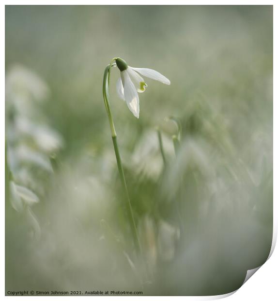 Isolated snowdrop flower Print by Simon Johnson