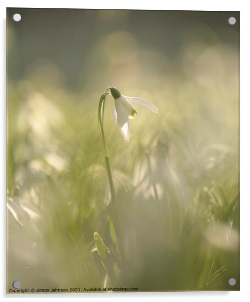 backlit Snowdrop Acrylic by Simon Johnson