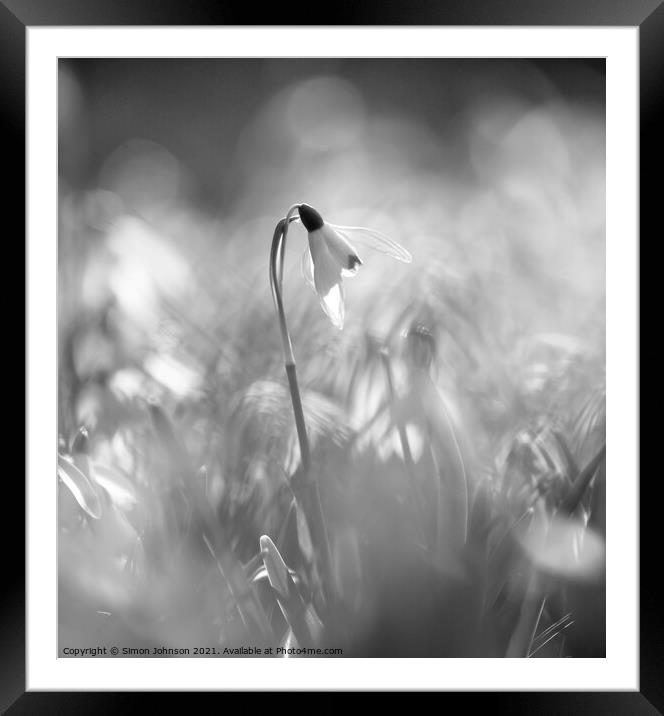 Black and white Snowdrop Framed Mounted Print by Simon Johnson