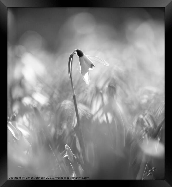 Black and white Snowdrop Framed Print by Simon Johnson