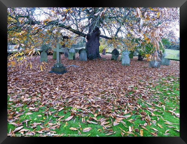 Autumn at the Church Cemetery  Framed Print by Sheila Eames