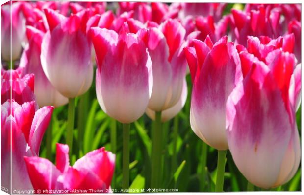 Wonderful close up of a beautiful pink Tulips in Keukenhof Garden Canvas Print by PhotOvation-Akshay Thaker