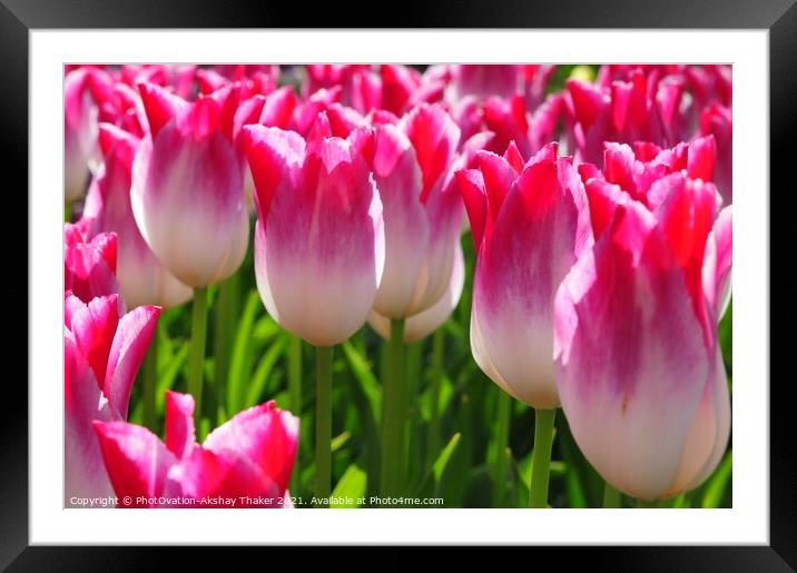 Wonderful close up of a beautiful pink Tulips in Keukenhof Garden Framed Mounted Print by PhotOvation-Akshay Thaker