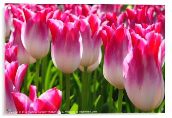 Wonderful close up of a beautiful pink Tulips in Keukenhof Garden Acrylic by PhotOvation-Akshay Thaker