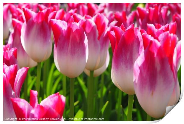 Wonderful close up of a beautiful pink Tulips in Keukenhof Garden Print by PhotOvation-Akshay Thaker