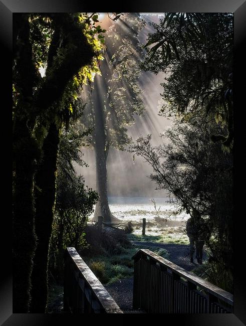 Lake Matheson Trail, New Zealand Framed Print by Steven Ralser
