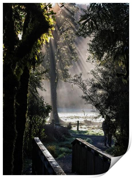 Lake Matheson Trail, New Zealand Print by Steven Ralser