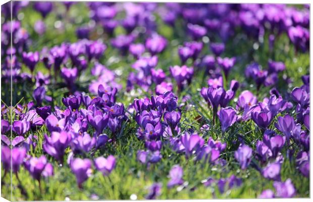 Spring Crocuses Canvas Print by Phil Clements
