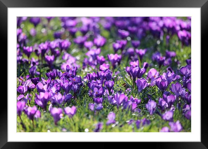 Spring Crocuses Framed Mounted Print by Phil Clements