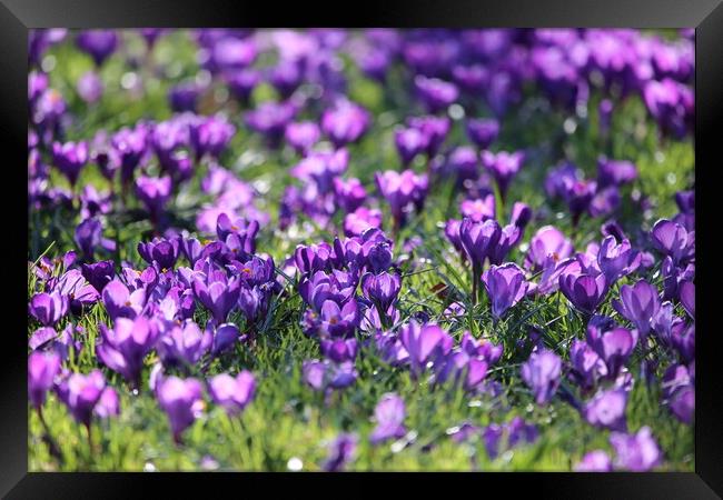 Spring Crocuses Framed Print by Phil Clements