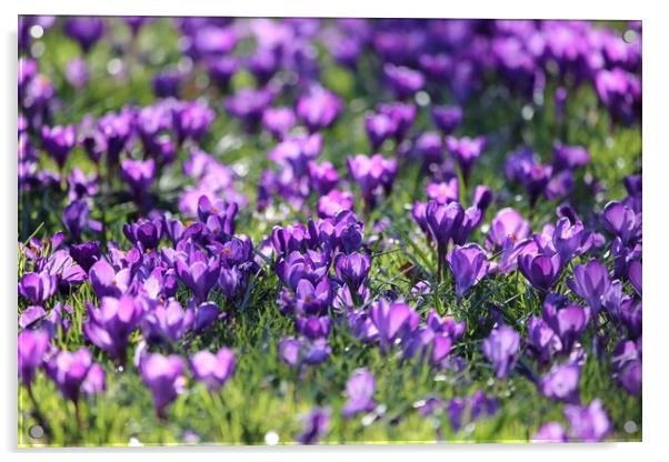 Spring Crocuses Acrylic by Phil Clements