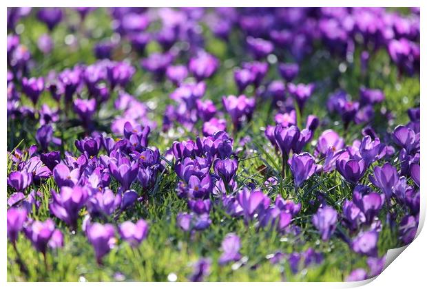 Spring Crocuses Print by Phil Clements