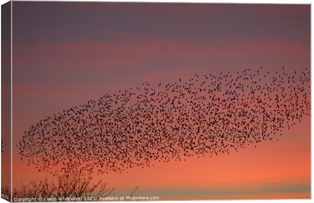 Flock of Starlings Murmuration Canvas Print by Liann Whorwood