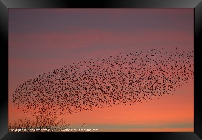 Flock of Starlings Murmuration Framed Print by Liann Whorwood