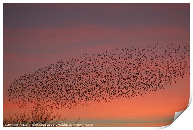 Flock of Starlings Murmuration Print by Liann Whorwood